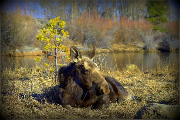 Chillin by the lake. Photo by Terry Allen.