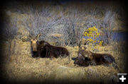 Two moose. Photo by Terry Allen.