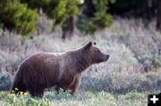 Grizzly bear. Photo by Mark Gocke, Wyoming Game & Fish.