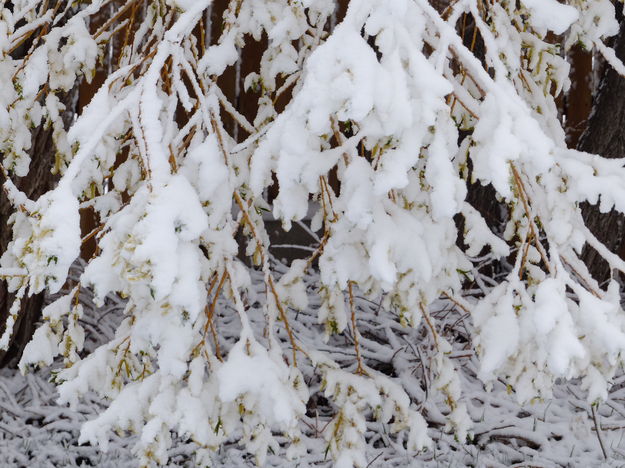 Heavy wet snow. Photo by Pinedale Online.