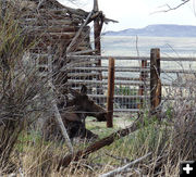 Moose. Photo by Dawn Ballou, Pinedale Online.