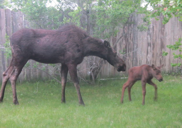 Mama Moose & baby. Photo by Bill Boender.