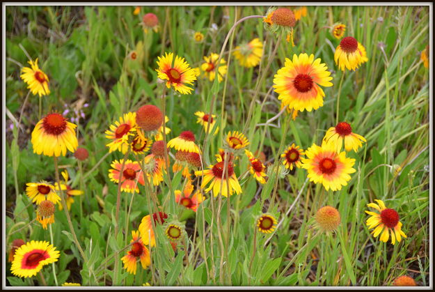 Hill of flowers. Photo by Terry Allen.