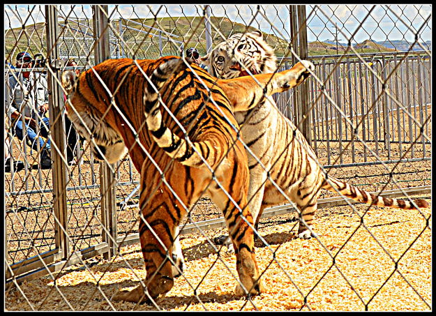 Bengal Tigers. Photo by Terry Allen.