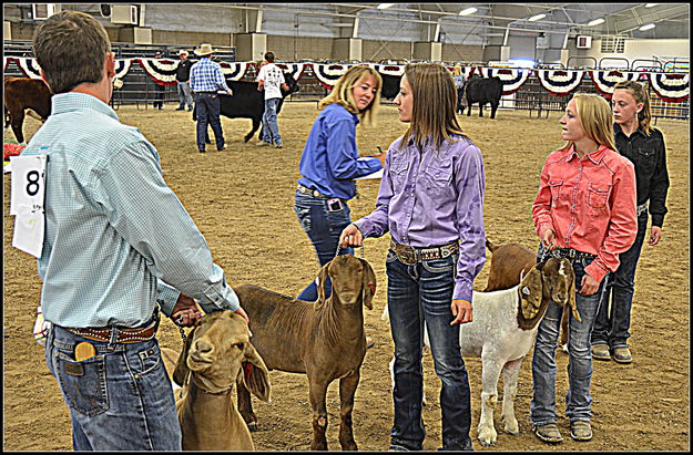 Showing the goats. Photo by Terry Allen.