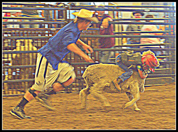 Mutton Busting. Photo by Terry Allen.