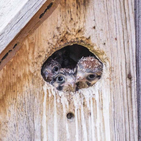 Baby Kestrels. Photo by Dave Bell.