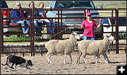 Sheep Herding Competition. Photo by Terry Allen.