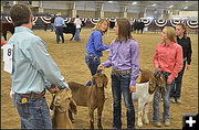 Showing the goats. Photo by Terry Allen.