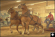 Horse Pull Competition. Photo by Terry Allen.