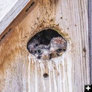 Baby Kestrels. Photo by Dave Bell.