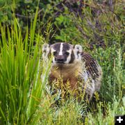 Badger. Photo by Dave Bell.