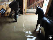 Wet pony. Photo by Dawn Ballou, Pinedale Online.