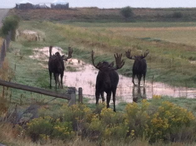 3 Bulls. Photo by Cindy Friel.