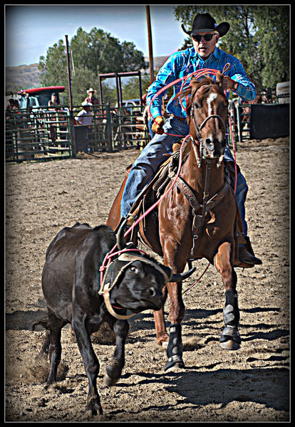 Roping a Steer. Photo by Terry Allen.