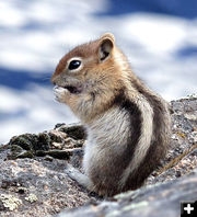 Eating a berry. Photo by Dawn Ballou, Pinedale Online.