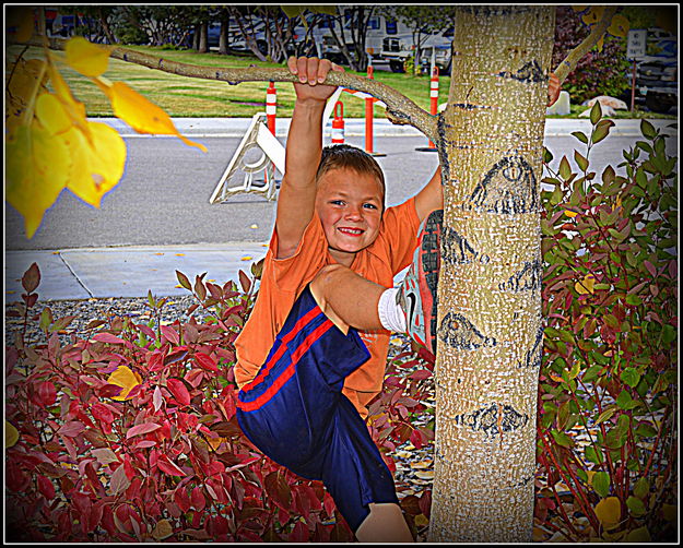 Tree Climber. Photo by Terry Allen.
