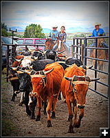 Moving Steers. Photo by Terry Allen.
