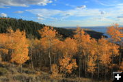 Blazing yellow. Photo by Fred Pflughoft.