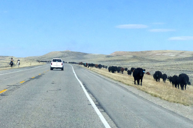 Cattle Drive. Photo by Dawn Ballou, Pinedale Online.