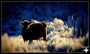 Looking for greener grass. Photo by Terry Allen.