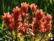 Indian Paintbrush. Photo by Fred Pflughoft.