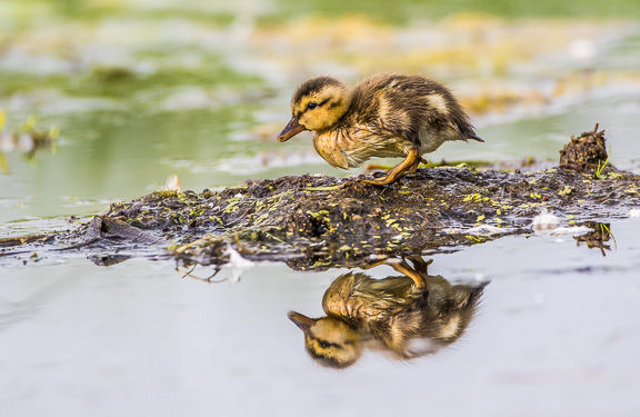 Duckling. Photo by Elizabeth Boehm.