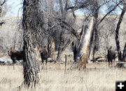 3 moose. Photo by Dawn Ballou, Pinedale Online.