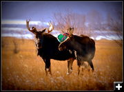 Antler ornament. Photo by Terry Allen.