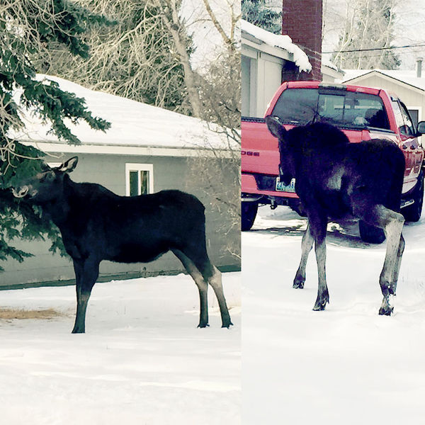 Cow & calf moose. Photo by Joe Zuback.