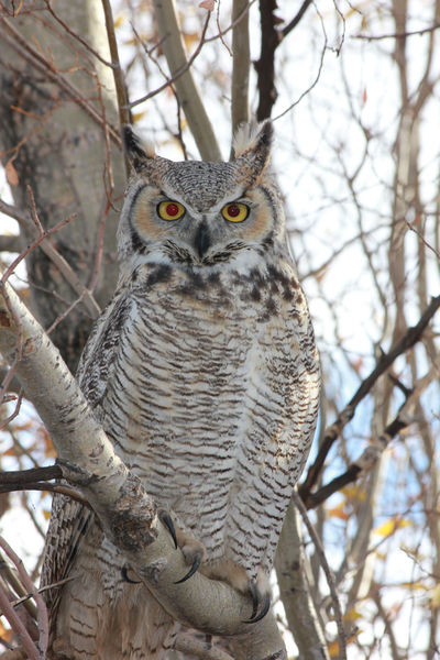 Who me?. Photo by Sandy & Justin Wright.