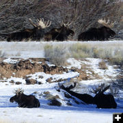 6 Moose. Photo by Dawn Ballou, Pinedale Online.