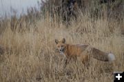 Red Fox. Photo by Arnie Brokling.