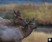 Motherly Love. Photo by Arnie Brokling.