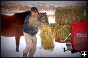 Throwing hay. Photo by Terry Allen.