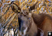 Moose. Photo by Terry Allen.