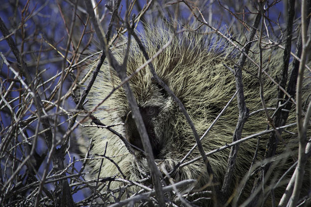 Porcupine. Photo by Melissa Andersen.