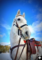 Cruise, a Ski Joring Horse. Photo by Terry Allen, Pinedale Online.