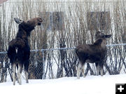 Mom and her calf. Photo by Dawn Ballou, Pinedale Online.