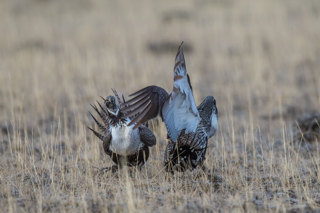 Fight. Photo by Arnold Brokling.