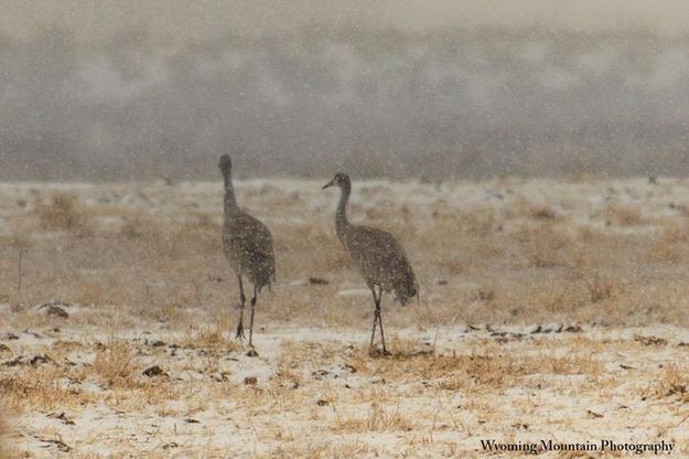 Sandhill cranes. Photo by Dave Bell.