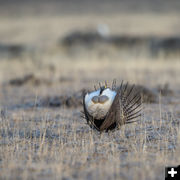 All puffed up. Photo by Arnold Brokling.