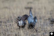 Fight. Photo by Arnold Brokling.