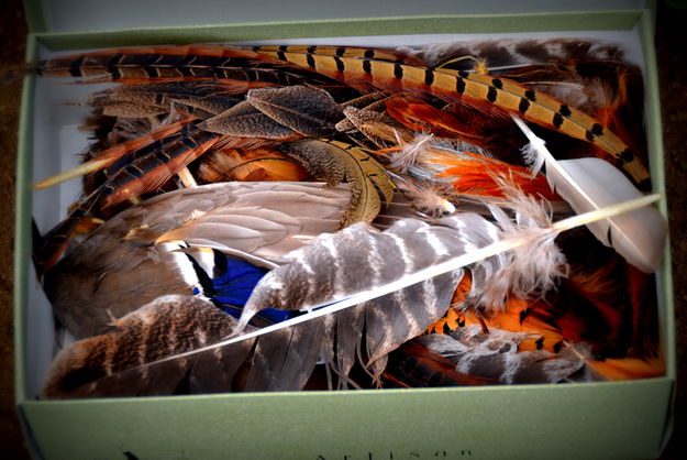 Box of Feathers. Photo by Terry Allen.