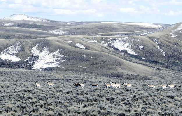 About a mile from the overpass. Photo by Dawn Ballou, Pinedale Online.