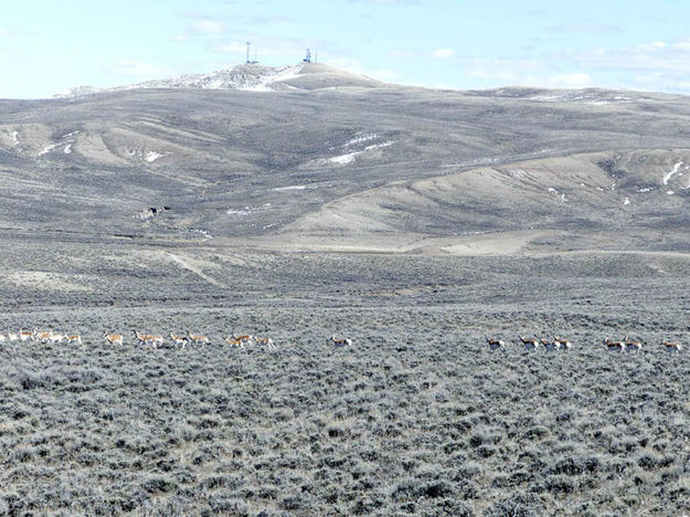 Pronghorn on the move. Photo by Dawn Ballou, Pinedale Online.