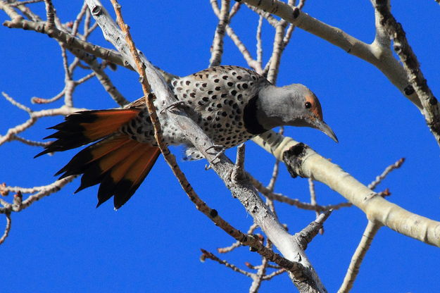 Excited Flicker. Photo by Fred Pflughoft.