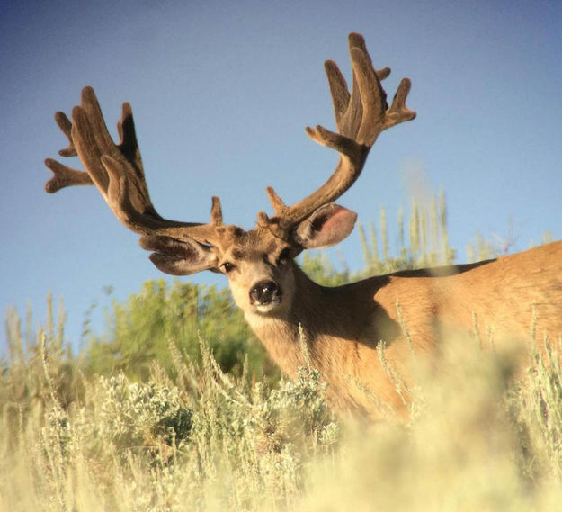 Hoback mule deer. Photo by Jason Radakovich.