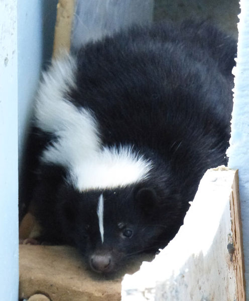 Not a barn kitty. Photo by Dawn Ballou, Pinedale Online.