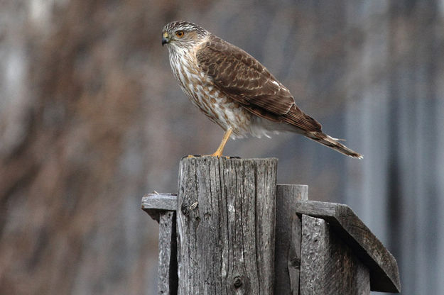 Sharp-Shinned Hawk. Photo by Fred Pflughoft.